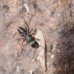 Rhytidoponera metallica (Greenhead ant) at Mount Ainslie - 7 Jul 2019 by Christine