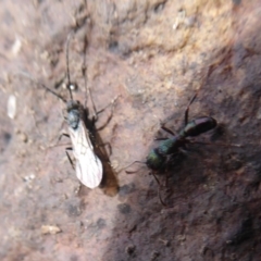 Rhytidoponera metallica at Majura, ACT - 7 Jul 2019