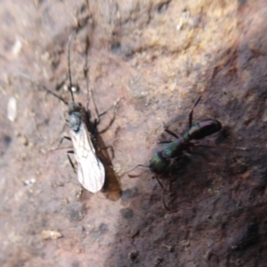 Rhytidoponera metallica at Majura, ACT - 7 Jul 2019 01:12 PM