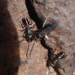 Rhytidoponera metallica at Majura, ACT - 7 Jul 2019