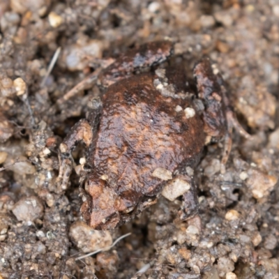 Crinia signifera (Common Eastern Froglet) at Gigerline Nature Reserve - 29 Jun 2019 by rawshorty