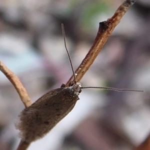 Oecophoridae provisional species 1 at Majura, ACT - 7 Jul 2019 01:56 PM