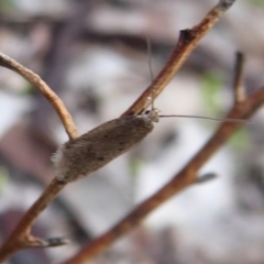 Oecophoridae provisional species 1 at Majura, ACT - 7 Jul 2019 01:56 PM