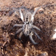 Tasmanicosa sp. (genus) (Unidentified Tasmanicosa wolf spider) at Mount Ainslie - 7 Jul 2019 by Christine