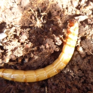 Saragus sp. (genus) at Majura, ACT - 7 Jul 2019 01:17 PM