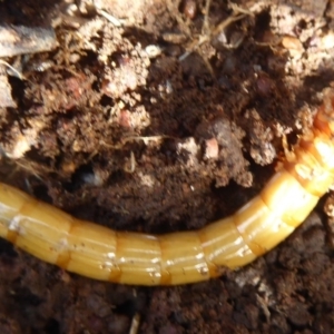 Saragus sp. (genus) at Majura, ACT - 7 Jul 2019