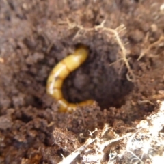 Saragus sp. (genus) at Majura, ACT - 7 Jul 2019 01:17 PM