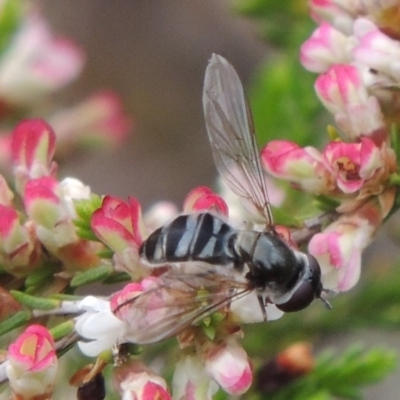 Melangyna viridiceps (Hover fly) at Tennent, ACT - 20 Oct 2015 by michaelb