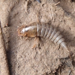 Coleoptera (order) immature at Majura, ACT - 7 Jul 2019 by Christine