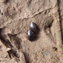 Antiporus femoralis (Diving Beetle) at Majura, ACT - 7 Jul 2019 by Christine