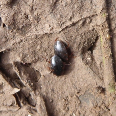 Antiporus femoralis (Diving Beetle) at Majura, ACT - 7 Jul 2019 by Christine