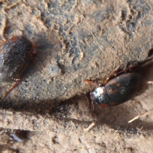 Antiporus femoralis at Majura, ACT - 7 Jul 2019 12:06 PM