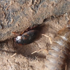 Antiporus femoralis at Majura, ACT - 7 Jul 2019