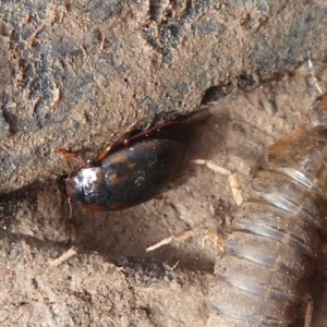 Antiporus femoralis at Majura, ACT - 7 Jul 2019