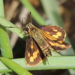 Ocybadistes walkeri (Green Grass-dart) at Bonython, ACT - 30 Apr 2019 by michaelb