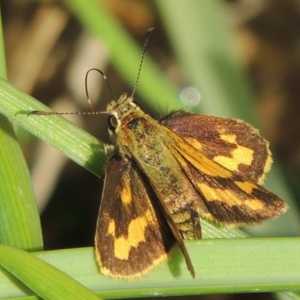 Ocybadistes walkeri at Bonython, ACT - 30 Apr 2019 11:55 AM