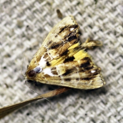 Arrade leucocosmalis (A Hypeninae moth) at O'Connor, ACT - 27 Feb 2018 by ibaird