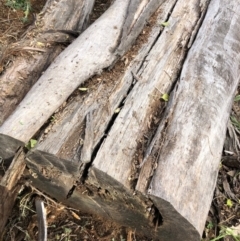 Papyrius nitidus (Shining Coconut Ant) at Deakin, ACT - 7 Jul 2019 by Ratcliffe