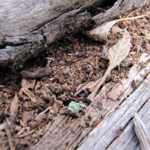 Papyrius nitidus at Deakin, ACT - suppressed