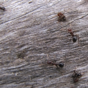 Papyrius nitidus at Deakin, ACT - suppressed