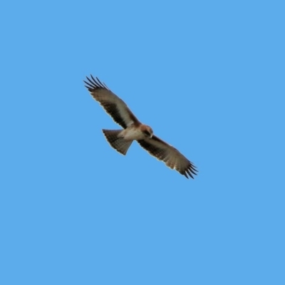 Hieraaetus morphnoides (Little Eagle) by RodDeb