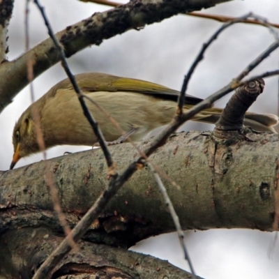 Ptilotula fusca (Fuscous Honeyeater) at Fyshwick, ACT - 7 Jul 2019 by RodDeb