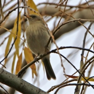 Ptilotula fusca at Fyshwick, ACT - 7 Jul 2019