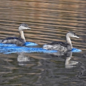 Poliocephalus poliocephalus at Fyshwick, ACT - 7 Jul 2019