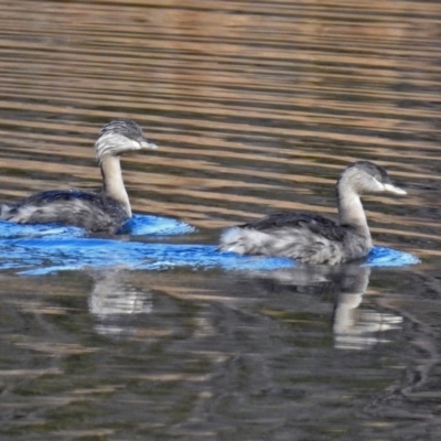 Poliocephalus poliocephalus (Hoary-headed Grebe) at Fyshwick, ACT - 7 Jul 2019 by RodDeb