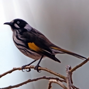 Phylidonyris novaehollandiae at Fyshwick, ACT - 7 Jul 2019 01:44 PM