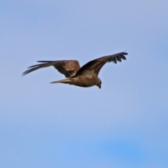 Haliastur sphenurus (Whistling Kite) at Jerrabomberra Wetlands - 7 Jul 2019 by RodDeb