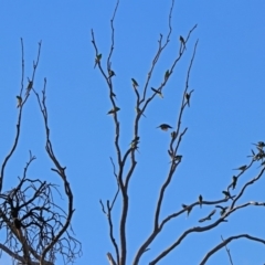 Psephotus haematonotus at Macarthur, ACT - 6 Jul 2019 02:37 PM