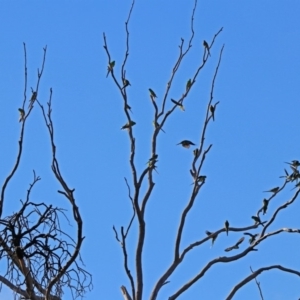 Psephotus haematonotus at Macarthur, ACT - 6 Jul 2019 02:37 PM