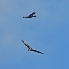 Aquila audax (Wedge-tailed Eagle) at Wanniassa Hill - 6 Jul 2019 by RodDeb