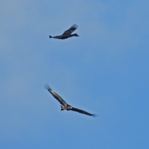 Aquila audax at Macarthur, ACT - 6 Jul 2019 02:29 PM