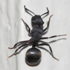 Polyrhachis sp. (genus) at Evatt, ACT - 6 Jul 2019