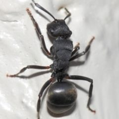 Polyrhachis sp. (genus) at Evatt, ACT - 6 Jul 2019