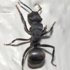 Polyrhachis sp. (genus) at Evatt, ACT - 6 Jul 2019 01:47 PM