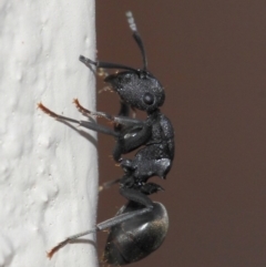 Polyrhachis sp. (genus) at Evatt, ACT - 6 Jul 2019