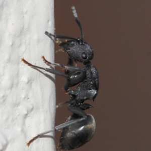 Polyrhachis sp. (genus) at Evatt, ACT - 6 Jul 2019 01:47 PM