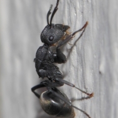 Polyrhachis sp. (genus) at Evatt, ACT - 6 Jul 2019 01:47 PM