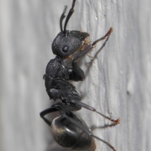 Polyrhachis sp. (genus) at Evatt, ACT - 6 Jul 2019