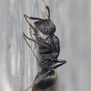 Polyrhachis sp. (genus) at Evatt, ACT - 6 Jul 2019 01:47 PM