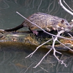 Hydromys chrysogaster (Rakali or Water Rat) at Fyshwick, ACT - 7 Jul 2019 by RodDeb