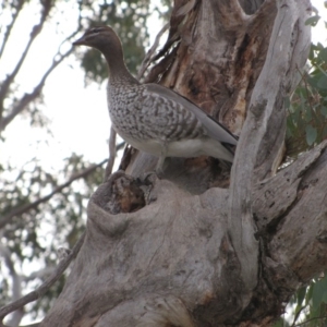 Chenonetta jubata at Hughes, ACT - 7 Jul 2019 01:04 AM