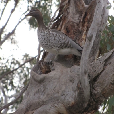 Chenonetta jubata (Australian Wood Duck) at Hughes, ACT - 6 Jul 2019 by AndyRoo