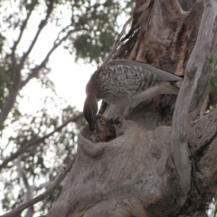 Chenonetta jubata at Hughes, ACT - 7 Jul 2019 01:04 AM