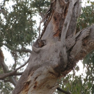 Chenonetta jubata at Hughes, ACT - 7 Jul 2019 01:04 AM