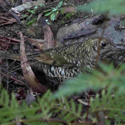 Zoothera lunulata (Bassian Thrush) at Tidbinbilla Nature Reserve - 8 Jul 2019 by DPRees125