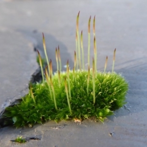 Rosulabryum sp. at Hackett, ACT - 6 Jul 2019 03:30 PM